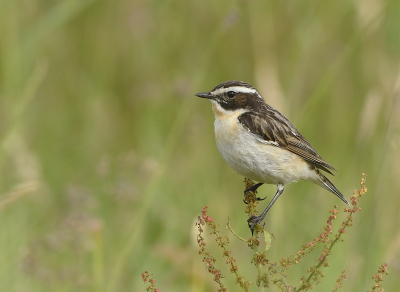 <i class='fa fa-user'></i> henkdikkers |   Paapje  <i class='fa fa-eye'> 218</i>  <i class='fa fa-thumbs-up'> 6</i>   <i class='fa fa-comment-o'> 9</i>