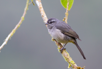 <i class='fa fa-user'></i> charlysax |   Wenkbrauwhemispingus  <i class='fa fa-eye'> 129</i>  <i class='fa fa-thumbs-up'> 1</i>   <i class='fa fa-comment-o'> 1</i>