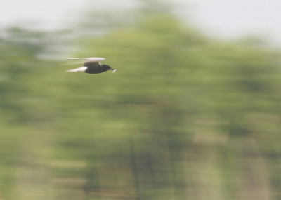 <i class='fa fa-user'></i> Ruben de Bruijn |   Zwarte Stern  <i class='fa fa-eye'> 107</i>   <i class='fa fa-comment-o'> 23</i>