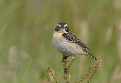 "Zorro" keek mij indringend aan. Eigenlijk houd ik niet van een  frontale blik, maar bij een vogeltje als een  Paapje pakt de symmetrie wel mooi uit door het donkere masker en het  oranje keelvlekje. Een vogeltje om zuinig op te zijn............
Willy