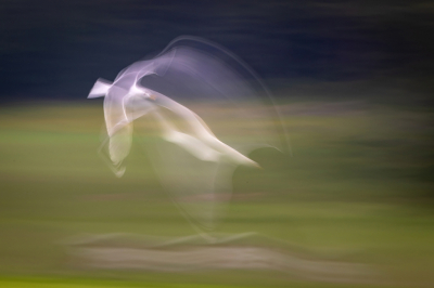 <i class='fa fa-user'></i> Alex Roetemeijer |   Zilvermeeuw  <i class='fa fa-eye'> 208</i>  <i class='fa fa-thumbs-up'> 15</i>   <i class='fa fa-comment-o'> 29</i>