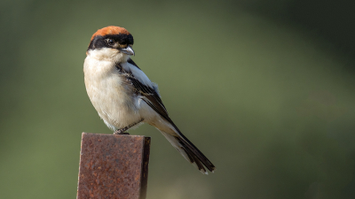 <i class='fa fa-user'></i> Theo Jacobs |   Roodkopklauwier  <i class='fa fa-eye'> 250</i>  <i class='fa fa-thumbs-up'> 7</i>   <i class='fa fa-comment-o'> 6</i>