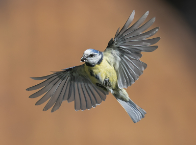 Bird picture: Cyanistes caeruleus / Pimpelmees / Eurasian Blue Tit
