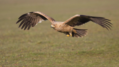 Bird picture: Aquila adalberti / Spaanse Keizerarend / Spanish Imperial Eagle