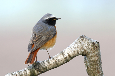 <i class='fa fa-user'></i> Gejo Wassink |   Gekraagde Roodstaart  <i class='fa fa-eye'> 262</i>  <i class='fa fa-thumbs-up'> 12</i>   <i class='fa fa-comment-o'> 13</i>