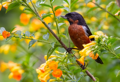 <i class='fa fa-user'></i> charlysax |   Zwartkeelberghoningkruiper  <i class='fa fa-eye'> 135</i>  <i class='fa fa-thumbs-up'> 6</i>   <i class='fa fa-comment-o'> 5</i>