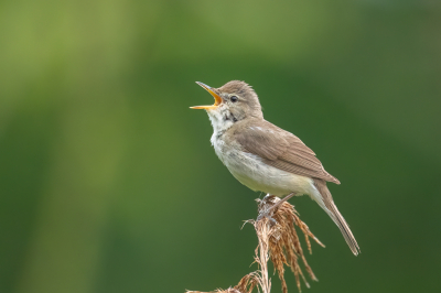 <i class='fa fa-user'></i> pjvantuil |   Struikrietzanger  <i class='fa fa-eye'> 350</i>  <i class='fa fa-thumbs-up'> 5</i>   <i class='fa fa-comment-o'> 6</i>