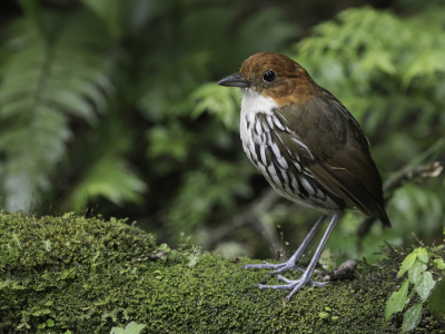 <i class='fa fa-user'></i> Paul van Giersbergen |   Roestkapmierpitta  <i class='fa fa-eye'> 141</i>  <i class='fa fa-thumbs-up'> 1</i>   <i class='fa fa-comment-o'> 2</i>