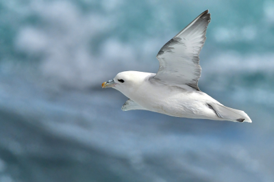 Een dag goed weer in IJsland is een buitenkans. Daarom s'ochtends de rotsen bij Arnarstapi bezocht. Vaak vliegen de Noordse stormvogels in cirkels over zee en dan langs de kust, hierdoor kan je een beetje timen wanneer een vogel weer voorbijkomt. 

Meer foto's via https://www.jaapvuijk.nl/in-de-breidafjordur/