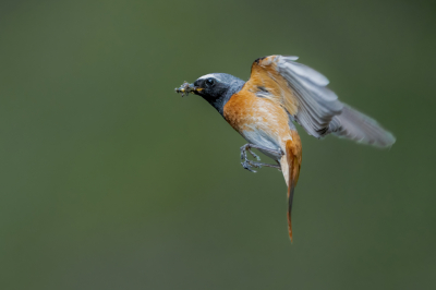 <i class='fa fa-user'></i> wouterroepel |   Gekraagde Roodstaart  <i class='fa fa-eye'> 131</i>  <i class='fa fa-thumbs-up'> 1</i>   <i class='fa fa-comment-o'> 25</i>