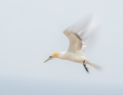 Een flinke uitdaging deze maandopdracht. Het onderwerp was al snel bepaald omdat er een reisje gepland stond naar Helgoland. Alle tijd gehad om mij uit te leven op de Jan van Genten. Na vele fotos genomen te hebben met lange sluitertijden, kwam deze als beste uit de bus. De kop wilde ik graag scherp hebben met beweging in de vleugels. Superleuk om eens uit de comfortzone te stappen. Ook bezig geweest met high en low key foto's. Al zijn in de comfortzone ook veel fotos gemaakt! Twee heerlijke dagen.