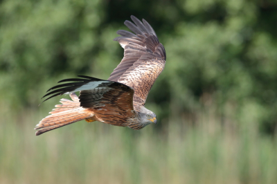 De rode wouwen komen vaak heel dichtbij en dan volstaat 300mm alleen geeft dat weer niet van die lekkere achtergronden dus ook even de 500 mm erop gehad, dat levert iig betere achtergronden op maar ook veel missers met halve vleugels etc..
deze bijna volbeeld.