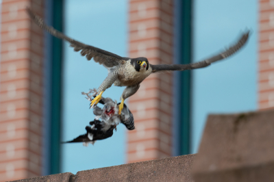 <i class='fa fa-user'></i> anevanrees |   Slechtvalk  <i class='fa fa-eye'> 161</i>  <i class='fa fa-thumbs-up'> 1</i>   <i class='fa fa-comment-o'> 30</i>