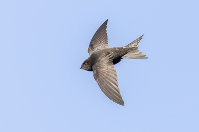 Vogel foto: Apus apus / Gierzwaluw / Common Swift