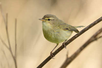 <i class='fa fa-user'></i> Luc Meert |   Tjiftjaf  <i class='fa fa-eye'> 239</i>  <i class='fa fa-thumbs-up'> 8</i>   <i class='fa fa-comment-o'> 7</i>