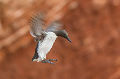 <i class='fa fa-user'></i> Vincent Vuik |   Zeekoet  <i class='fa fa-eye'> 198</i>  <i class='fa fa-thumbs-up'> 13</i>   <i class='fa fa-comment-o'> 31</i>