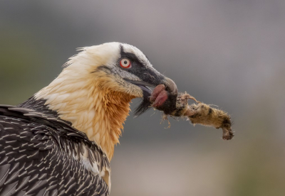 Vogel foto: Gypaetus barbatus / Lammergier / Bearded Vulture