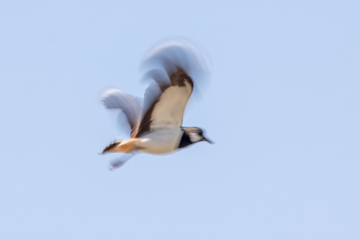 Wat viel dat tegen! Om de sluitertijd terug te schroeven naar max.1/25 sec. is op zich al spannend. Want wat als er juist dan iets bijzonders langskomt of gebeurt, dat je graag scherp zou willen vastleggen? Ik heb vele pogingen gedaan, met zeer wisselend succes. Ik heb deze Kievit uitgekozen om in te sturen voor deze MO.
Ik vind hem zelf wel sierlijk. Goed herkenbaar als Kievit, maar ook met onmiskenbare beweging in de vleugels.