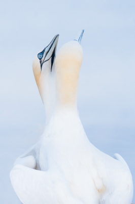 Vogel foto: Morus bassanus / Jan-van-gent / Northern Gannet