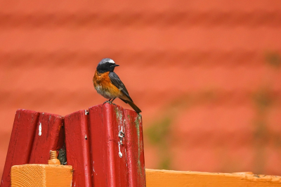 Vogel foto: Phoenicurus phoenicurus / Gekraagde Roodstaart / Common Redstart