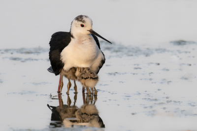 <i class='fa fa-user'></i> Van de Velde Frank |   Steltkluut  <i class='fa fa-eye'> 310</i>  <i class='fa fa-thumbs-up'> 14</i>   <i class='fa fa-comment-o'> 7</i>