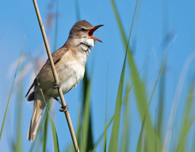 Deze grote karekiet staat symbool voor de achteruitgang van de biodiversiteit. Hij zit al een aantal weken te zingen in het riet en hoopt dat een vrouwtje hem hoort. Maar er zijn nog maar weinig vrouwtjes in het westen van Nederland. Ik vrees dat hij teleurgesteld weer naar het zuiden zal vliegen.