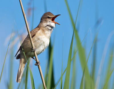 Deze grote karekiet staat symbool voor de achteruitgang van de biodiversiteit. Hij zit al een aantal weken te zingen in het riet en hoopt dat een vrouwtje hem hoort. Maar er zijn nog maar weinig vrouwtjes in het westen van Nederland. Ik vrees dat hij teleurgesteld weer naar het zuiden zal vliegen.