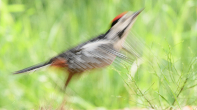 <i class='fa fa-user'></i> Wil Doorn-Meijne |   Grote Bonte Specht  <i class='fa fa-eye'> 117</i>  <i class='fa fa-thumbs-up'> 2</i>   <i class='fa fa-comment-o'> 27</i>