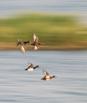 Ik probeerde verschillende vogels zo op de foto te krijgen dat er een mooie beweging ontstond. Deze kuifeenden speerden heel snel voorbij, volgens mij heb ik die snelheid op deze manier goed weten vast te leggen.