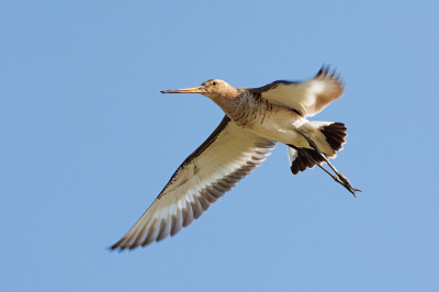 <i class='fa fa-user'></i> Erik van Ark |   Grutto  <i class='fa fa-eye'> 108</i>  <i class='fa fa-thumbs-up'> 1</i>   <i class='fa fa-comment-o'> 27</i>