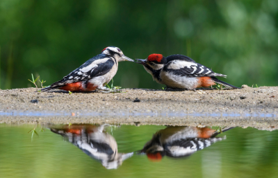 "Vier" spechten op n foto, ik vond het wel een mooi beeld. Foto is gemaakt vanuit een schuilhut (HBN). De ouders waren druk bezig met het voeren van de jongen, maar regelmatig waren ze ook de jongen aan het wegjagen: word eens volwassen!!