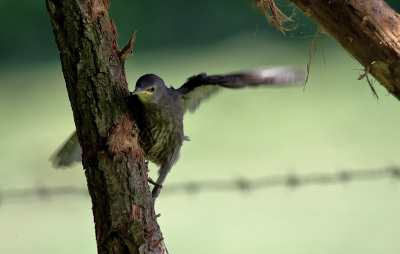 <i class='fa fa-user'></i> RTL |   Spreeuw  <i class='fa fa-eye'> 111</i>  <i class='fa fa-thumbs-up'> 1</i>   <i class='fa fa-comment-o'> 26</i>