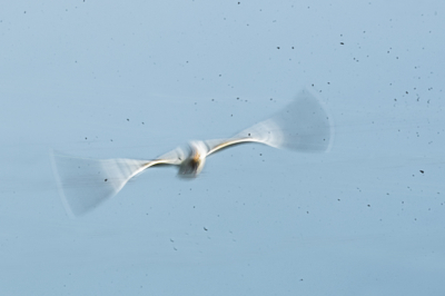 <i class='fa fa-user'></i> christina |   Kokmeeuw  <i class='fa fa-eye'> 116</i>   <i class='fa fa-comment-o'> 24</i>