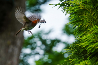 <i class='fa fa-user'></i> jacolienl |   Roodborst  <i class='fa fa-eye'> 114</i>  <i class='fa fa-thumbs-up'> 1</i>   <i class='fa fa-comment-o'> 23</i>