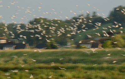 <i class='fa fa-user'></i> rixte |   Kokmeeuw  <i class='fa fa-eye'> 100</i>   <i class='fa fa-comment-o'> 24</i>