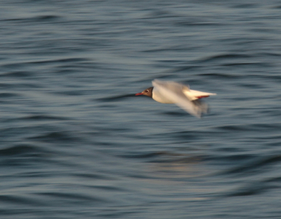 <i class='fa fa-user'></i> Meindert |   Kokmeeuw  <i class='fa fa-eye'> 97</i>   <i class='fa fa-comment-o'> 25</i>