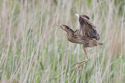 <i class='fa fa-user'></i> hjstukker |   Roerdomp  <i class='fa fa-eye'> 160</i>   <i class='fa fa-comment-o'> 25</i>