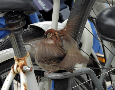 <i class='fa fa-user'></i> sieb |   Huismus  <i class='fa fa-eye'> 133</i>  <i class='fa fa-thumbs-up'> 2</i>   <i class='fa fa-comment-o'> 24</i>