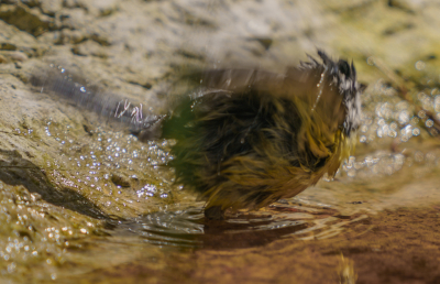 <i class='fa fa-user'></i> GeertN |   Koolmees  <i class='fa fa-eye'> 109</i>   <i class='fa fa-comment-o'> 24</i>