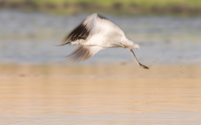 <i class='fa fa-user'></i> Katoo |   Kluut  <i class='fa fa-eye'> 133</i>  <i class='fa fa-thumbs-up'> 8</i>   <i class='fa fa-comment-o'> 24</i>