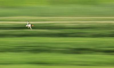 <i class='fa fa-user'></i> thijsglastra |   Scholekster  <i class='fa fa-eye'> 185</i>  <i class='fa fa-thumbs-up'> 9</i>   <i class='fa fa-comment-o'> 23</i>