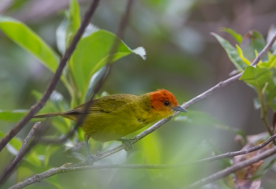 Thlypopsis ruficeps / Goudkaptangare / Rust-and-yellow Tanager