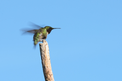 <i class='fa fa-user'></i> jan Luit |   Robijnkeelkolibrie  <i class='fa fa-eye'> 111</i>  <i class='fa fa-thumbs-up'> 1</i>   <i class='fa fa-comment-o'> 23</i>