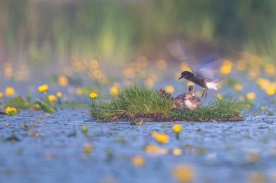 <i class='fa fa-user'></i> kevinhollmann |   Zwarte Stern  <i class='fa fa-eye'> 168</i>  <i class='fa fa-thumbs-up'> 11</i>   <i class='fa fa-comment-o'> 28</i>