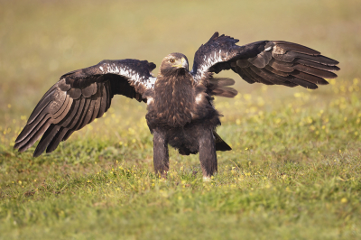 Vogel foto: Aquila adalberti / Spaanse Keizerarend / Spanish Imperial Eagle