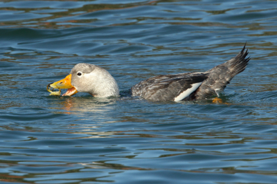<i class='fa fa-user'></i> Martjan Lammertink |   Witkopbooteend  <i class='fa fa-eye'> 206</i>  <i class='fa fa-thumbs-up'> 4</i>   <i class='fa fa-comment-o'> 3</i>