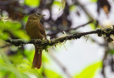 <i class='fa fa-user'></i> charlysax |   Bergbladspeurder  <i class='fa fa-eye'> 89</i>  <i class='fa fa-thumbs-up'> 1</i>   <i class='fa fa-comment-o'> 0</i>