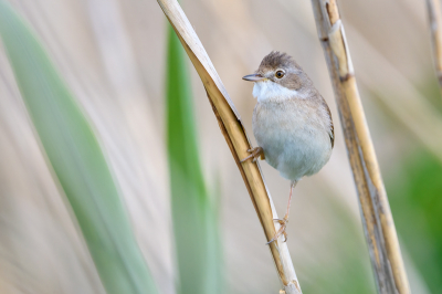 Vanachter een kijkscherm bij de vloeivelden verscheen deze grasmus in het riet. Zou het een rietmus zijn?
