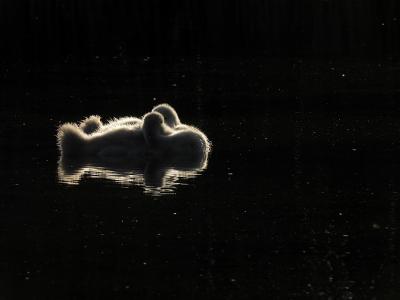 Vogel foto: Cygnus olor / Knobbelzwaan / Mute Swan