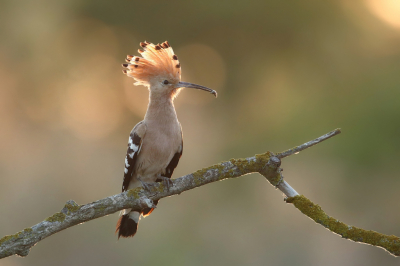 Bird picture: Upupa epops / Hop / Eurasian Hoopoe